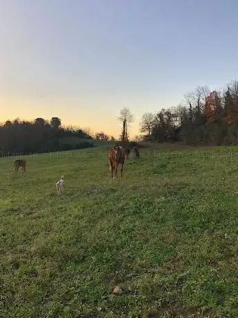 Photo de SZJ Arabians Chiara allevamento ed addestramento cavalli purosangue arabi - Maneggio - Trekking e Passeggiate a cavallo