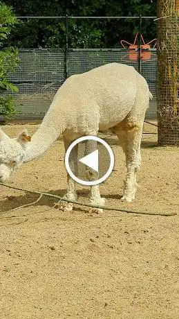 Photo de Alpacas