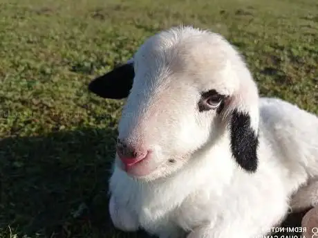 Photo de La Ferme Animalière des Pibouls