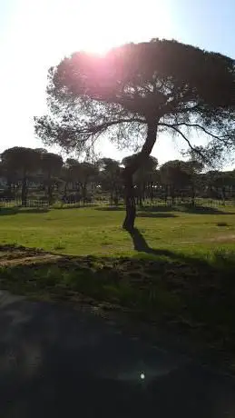 Pino en la sorda