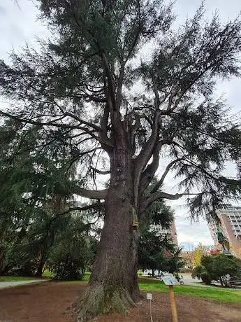 Albero monumentale Cedro dell'Himalaya
