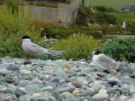 Cemlyn North Wales Wildlife Trust Reserve
