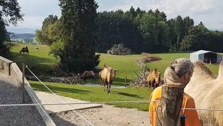 Kamelhof Olmerswil KLG