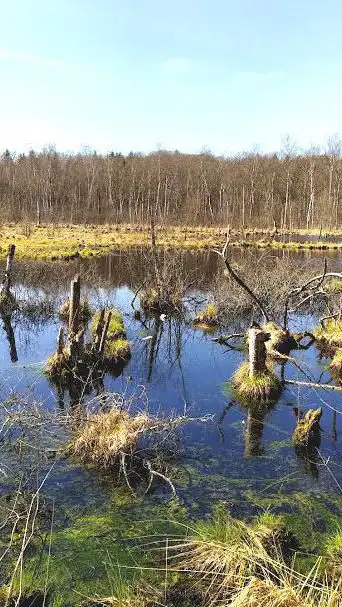 Photo de Regional nature reserve of the Grande Pile bog