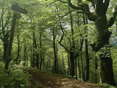 Photo de Hayedo de Aloños