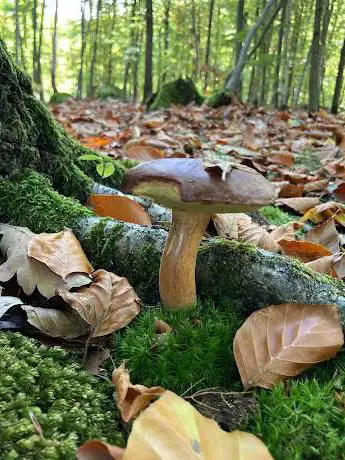 Photo de Parc des Nouettes