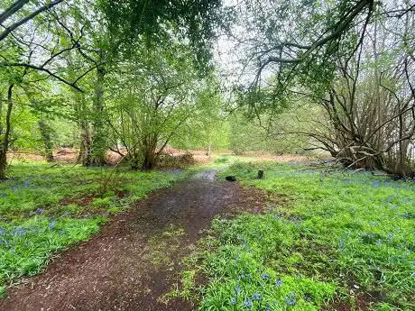 Photo de Tattershall Thorpe Carr Wood