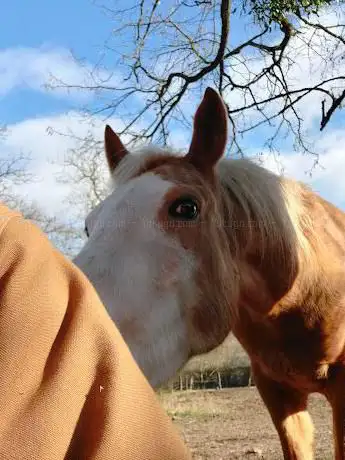 Twila Ranch