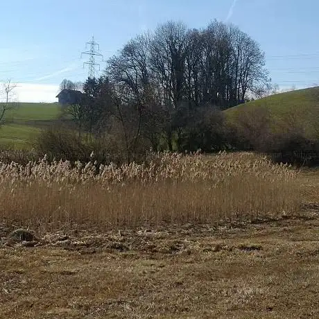 Burgweiher Riet Nature Reserve