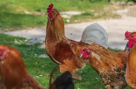 Photo de Ferme de l'ancien château