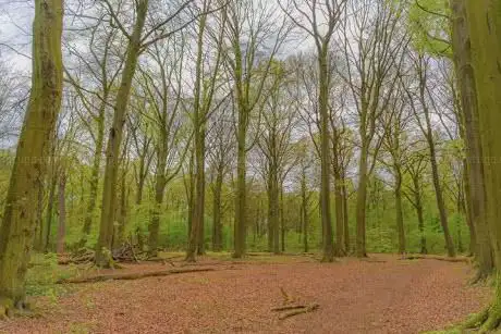 Limbrichterbos