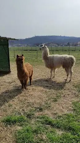 Photo de Trekking con alpaca e lama