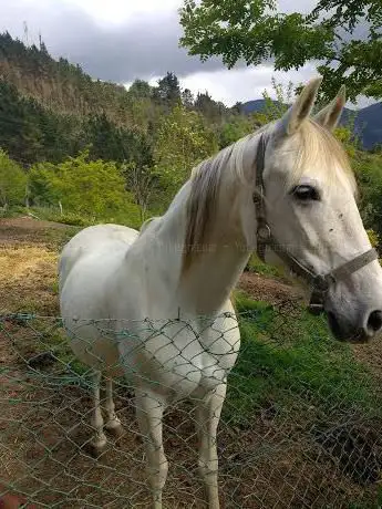 Photo de Yeguada OLMEDO URANGA