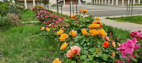 Photo de Piazza Edina Altara