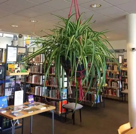 library Liedekerke