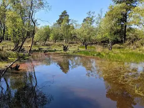 Photo de RSPB Hazeley Heath