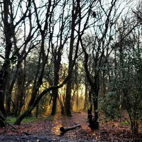 Photo de Grove Wood
