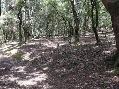 Bosco di Monte Gonare