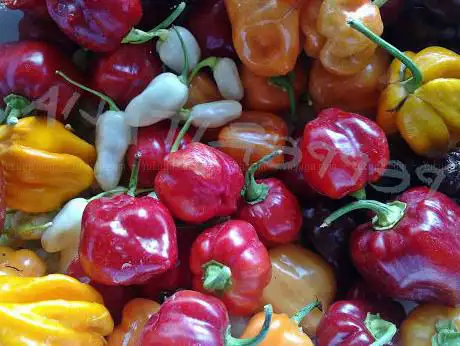 Photo de Pepper Plant Italia