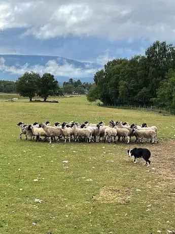 Photo de Working Sheepdogs