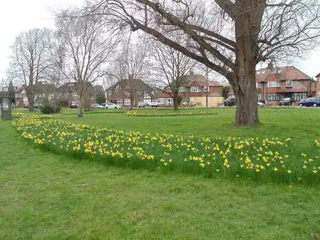 Photo de Daffodil Green