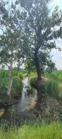 Albero di momo