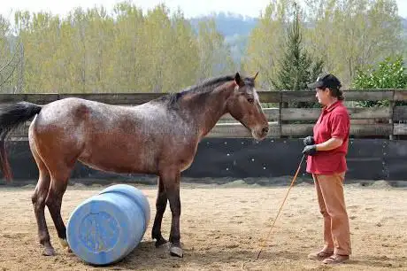CA' DEL RIO HORSEMANSHIP A.S.D.