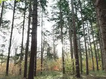 Ryckevelde forest