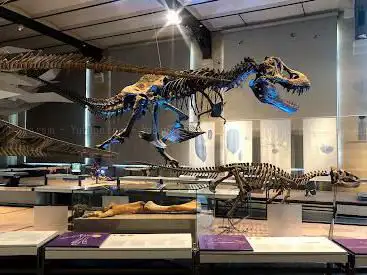 Natuurhistorisch Museum van België