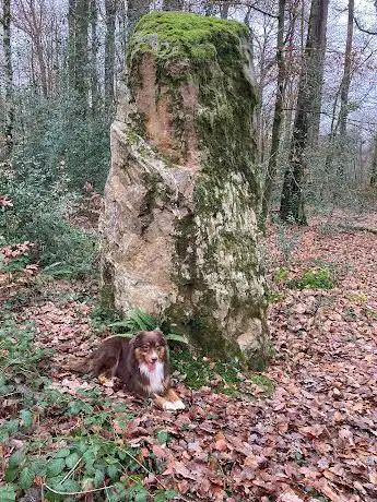 Photo de Menhirs de la Forêt de Haute-Sève