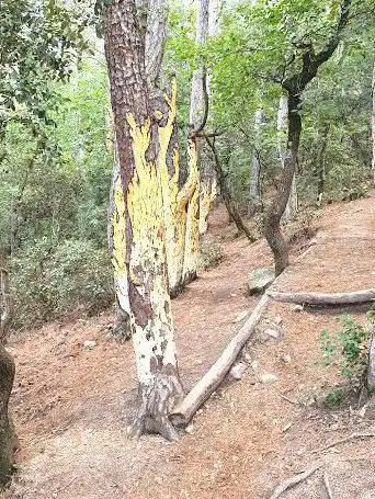 Bolets arbres pintats 1