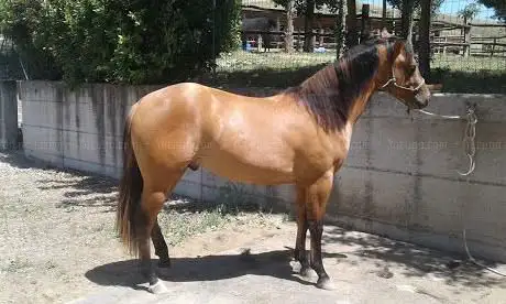 Photo de The Dream Ranch - Scuola Equitazione