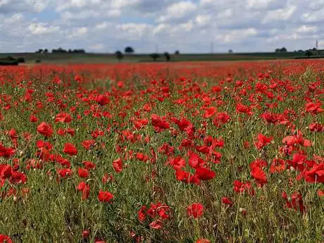 Photo de Poppy field