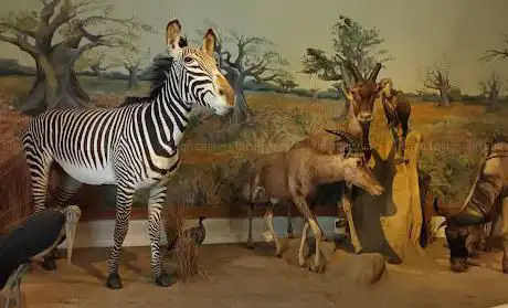 Photo de Museum D'histoire Naturelle Gabriel Foucher