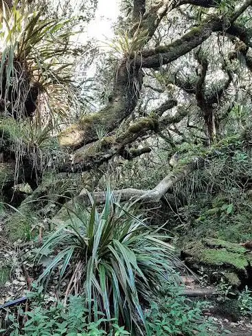 Forêt de Notre-Dame de la Paix