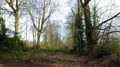 Photo de allée du bois