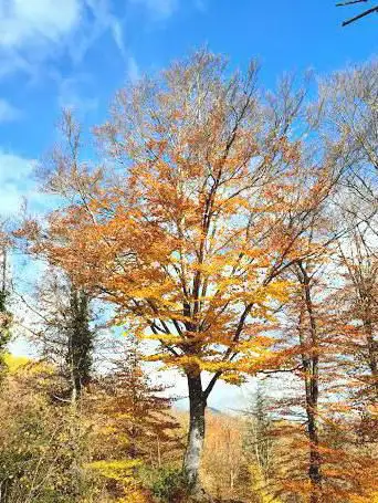 Photo de Bany de bosc Serra d'heures