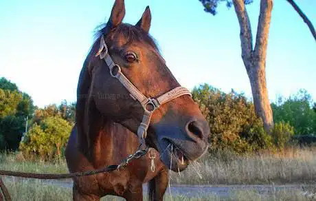 Photo de Centro Equestre La Pineta A Cavallo ASD