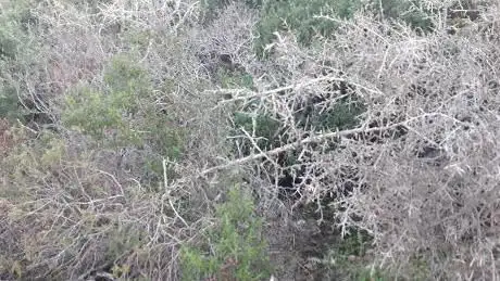 Tombe dei Giganti Bacch'è Linna
