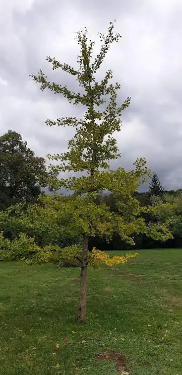 Photo de Parc public de Morcy