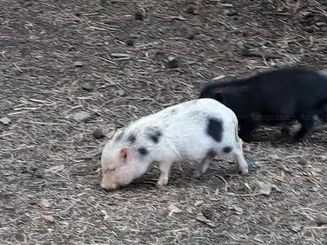 Photo de Villaggio di Natale in Fattoria