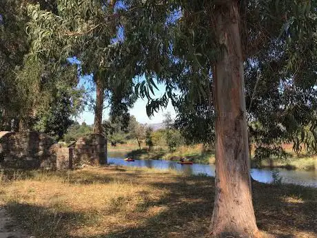 Eucaliptos do RÃÂo Tamuxe