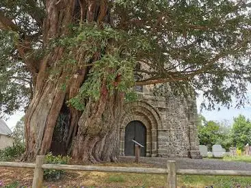 L'if millénaire de St ursin