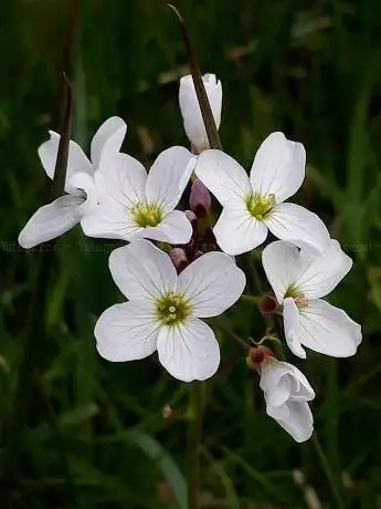 Stapleton Mire Nature Reserve