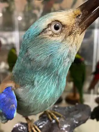 Museo di Storia Naturale Cav. Locca