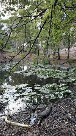 Lily Pond