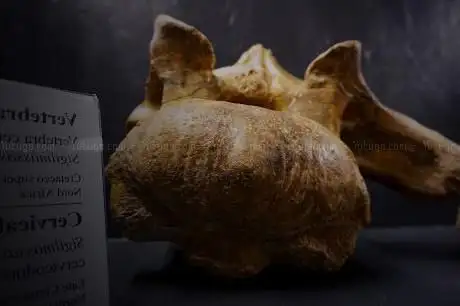 OPHIS Museo Paleontologico e Centro Erpetologico