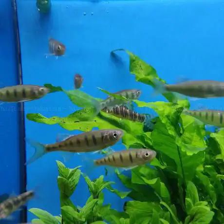 Geelse Aquarium Specialist