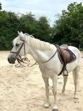 Photo de espace equestre du bec hellouin