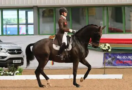 Moody Dressage